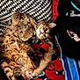 cat, tabby_cat, pet, animal, lying_down, blanket, sports_pattern, pillow, black_and_white, bag, floral_embroidery, indoor, cute, fur, whiskers, tail, relaxed, cozy, looking, curious