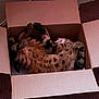Louie is registered to the contest to win money with this photo: cat, cardboard_box, indoor, pet, relaxed, fur, spotted, paws, sleeping, cozy, carpet, brown, feline, animal, resting, cute, domestic, tabby, playful, comfort