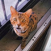 Louie is registered to the contest to win money with this photo: cat, bengal_cat, pet, animal, indoor, window, glass_door, metal_railing, curious, looking_up, feline, spotted_fur, whiskers, collar, floor, door_frame, close_up, domestic_cat, tabby, young_cat