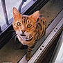 cat, bengal_cat, pet, animal, indoor, window, glass_door, metal_railing, curious, looking_up, feline, spotted_fur, whiskers, collar, floor, door_frame, close_up, domestic_cat, tabby, young_cat