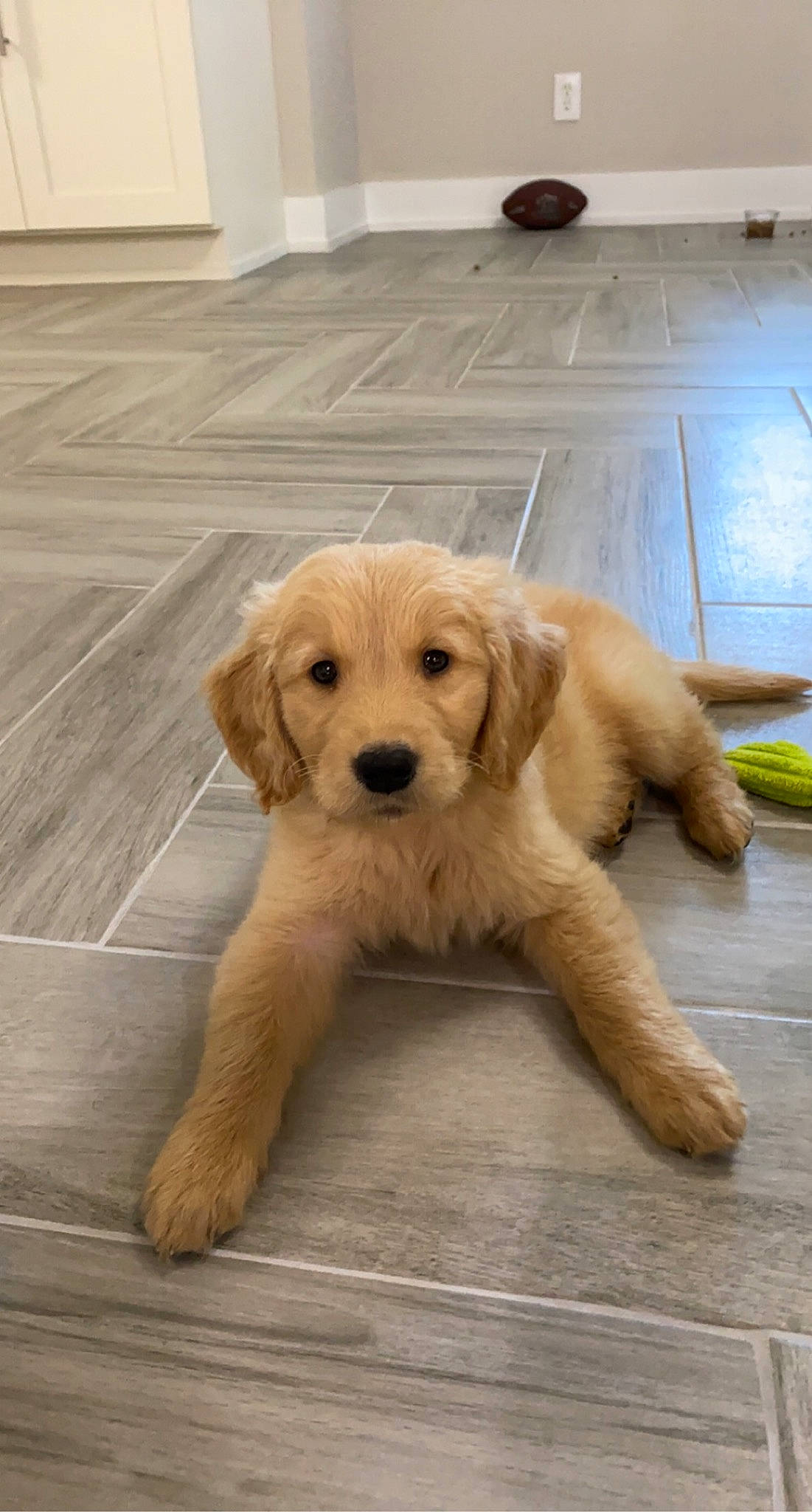 Fletcher is registered to the contest to win money with this photo: basset_fauve_de_bretagne, canidae, carnivore, companion_dog, dog, dog_breed, fawn, golden_retriever, goldendoodle, labradoodle, mammal, paw, puppy, retriever, snout, sporting_group, tail, vertebrate