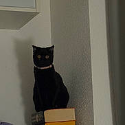 Yumi a rejoint le concours — aidez-le/la à gagner de superbes lots ! black_cat, cat, books, stack_of_books, indoor, pet, animal, yellow_eyes, wall, shadow, feline, collar, curious, sitting, quiet, texture, cozy, domestic, mysterious, soft_lighting