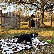 Ella Skye is registered to the contest to win money with this photo: animal, autumn, blanket, dog, doghouse, fall, fence, grass, leaves, nature, outdoor, pet, playful, recreation, rural, sunlight, toy, tree, wooden, yard