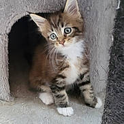Aïko a rejoint le concours — aidez-le/la à gagner de superbes lots ! kitten, cat, tabby, blue_eyes, furry, pet, animal, cute, indoor, cat_condo, whiskers, paws, curious, small, feline, soft, young, playful, domestic_cat, cage