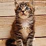 Aïko a rejoint le concours — aidez-le/la à gagner de superbes lots ! kitten, cat, feline, pet, fluffy, blue_eyes, white_paws, tabby, cute, young, animal, sitting, curious, indoor, wooden_background, whiskers, small, fur, adorable, innocent