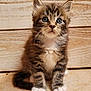 kitten, cat, fluffy, tabby, blue_eyes, white_paws, cute, pet, animal, feline, small, young, fur, whiskers, ears, sitting, curious, indoor, wooden_background, adorable