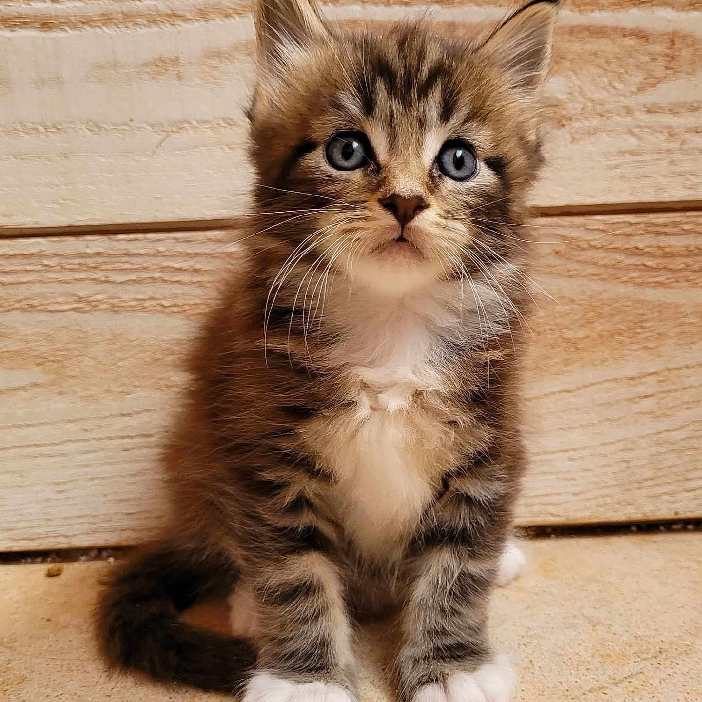Aïko participe au concours pour gagner de l'argent avec cette photo : adorable, animal, blue_eyes, cat, curious, cute, ears, feline, fluffy, fur, indoor, kitten, pet, sitting, small, tabby, whiskers, white_paws, wooden_background, young