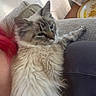 Lady is registered to the contest to win money with this photo: animal, cat, close_up, comfortable, companion, couch, cozy, domestic_animal, fluffy_cat, furniture, gray_cat, home, indoor, person, pet, red_hair, relaxed, resting, soft_light, white_cat