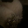 Lady joined the competition — help win amazing prizes! animal, blurred, calm, cat, closeup, cozy, dark, dim, ears, feline, fluffy, fur, indoor, pet, quiet, relaxed, resting, sleeping, soft, whiskers