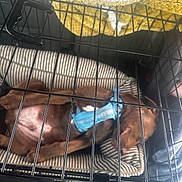 Bo is registered to the contest to win money with this photo: puppies, dogs, brown_dogs, sleeping, napping, crate, kennel, pet_carrier, blue_harness, blanket, fabric, indoor, sunlight, shadows, metal_bars, travel, resting, cuddling, pets, animal