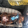 animal, blanket, blue_harness, brown_dogs, crate, cuddling, dogs, fabric, indoor, kennel, metal_bars, napping, pet_carrier, pets, puppies, resting, shadows, sleeping, sunlight, travel