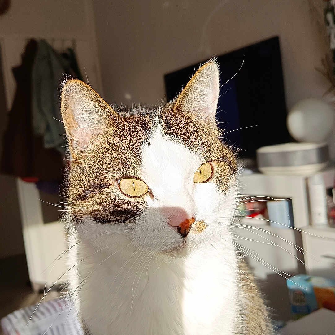 Bounty a rejoint le concours — aidez-le/la à gagner de superbes lots ! abyssinian, animal, architecture, building, cat, computerhardware, electronics, furniture, hardware, hardwood, indoors, kitten, livingroom, manx, monitor, pet, room, screen, tv, wood