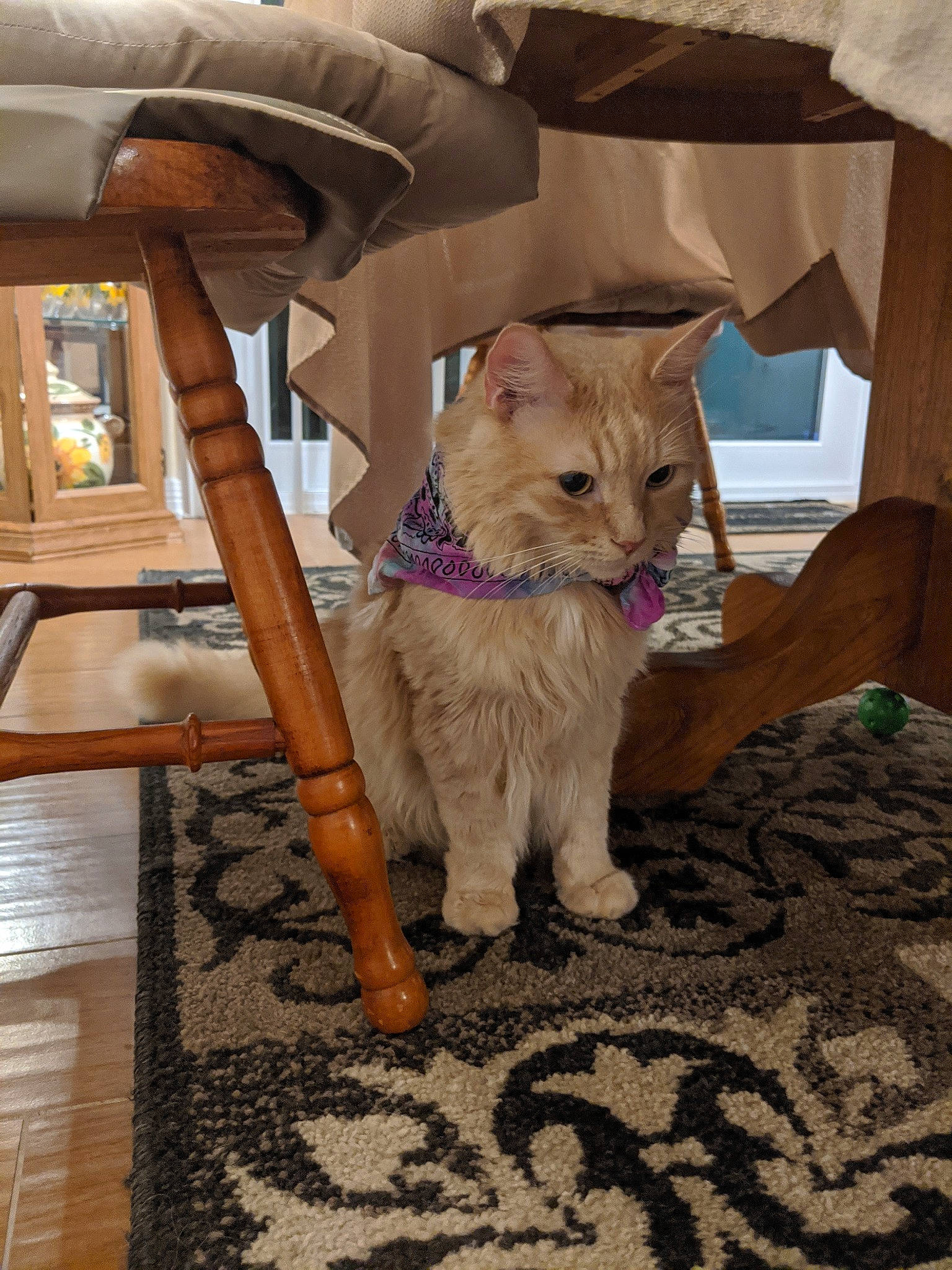 Jaxson is registered to the contest to win money with this photo: aegean_cat, asian, carnivore, cat, domestic_short_haired_cat, european_shorthair, fawn, felidae, floor, flooring, kitten, small_to_medium_sized_cats, somali, tabby_cat, whiskers, wood