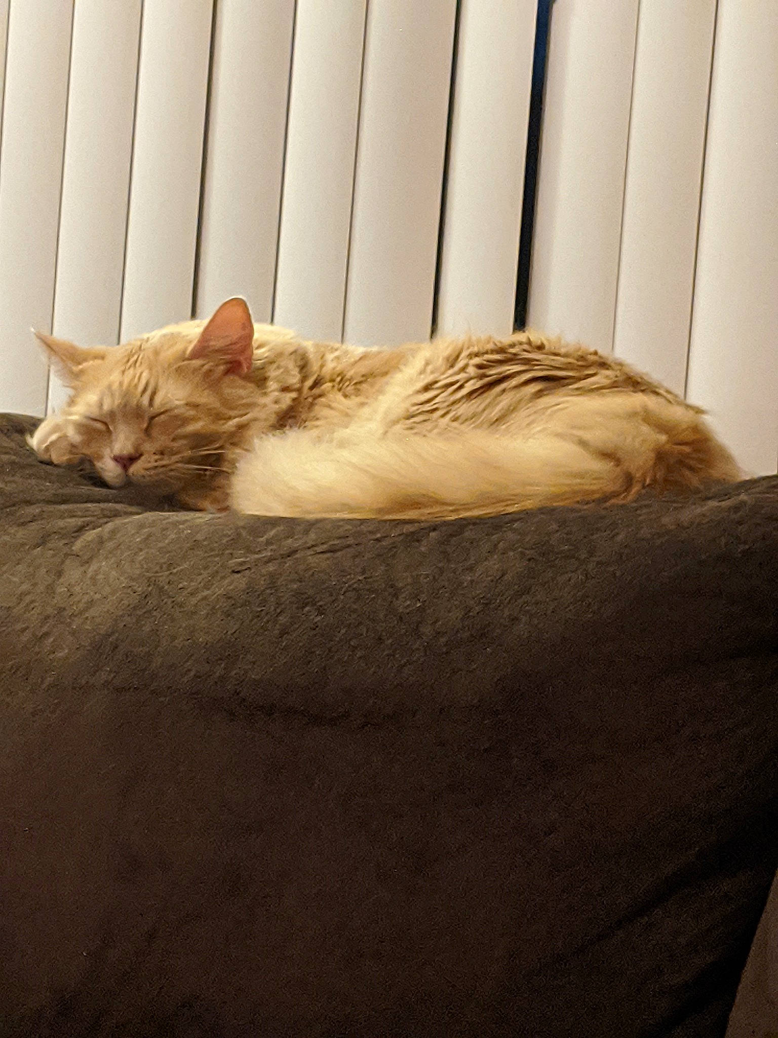 Jaxson joined the competition — help win amazing prizes! bed, carnivore, cat, comfort, ear, european_shorthair, fawn, felidae, fur, furniture, hardwood, kitten, nap, sleep, small_to_medium_sized_cats, tabby_cat, tail, turkish_van, whiskers, wood