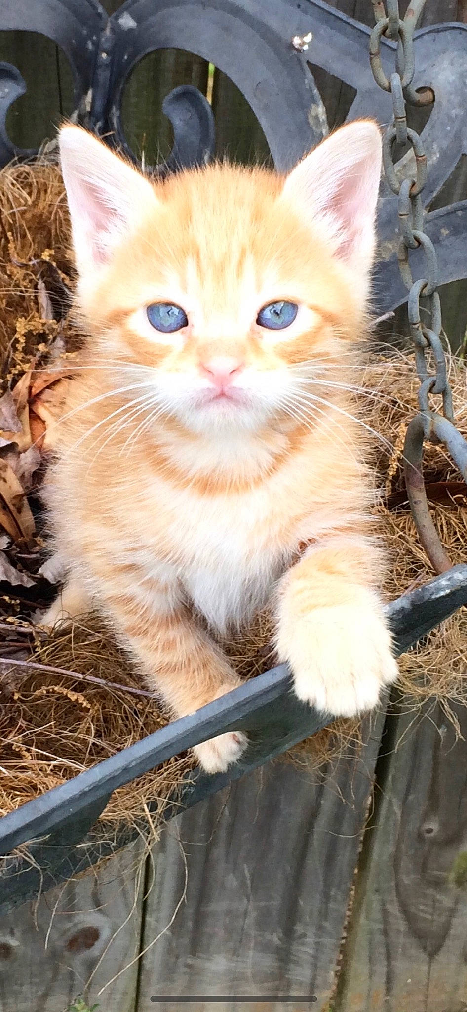 Jaxson joined the competition — help win amazing prizes! aegean_cat, arabian_mau, asian, asian_semi_longhair, carnivore, cat, domestic_short_haired_cat, european_shorthair, fawn, felidae, german_rex, kitten, maine_coon, mammal, ojos_azules, polydactyl_cat, small_to_medium_sized_cats, tabby_cat, turkish_van, whiskers