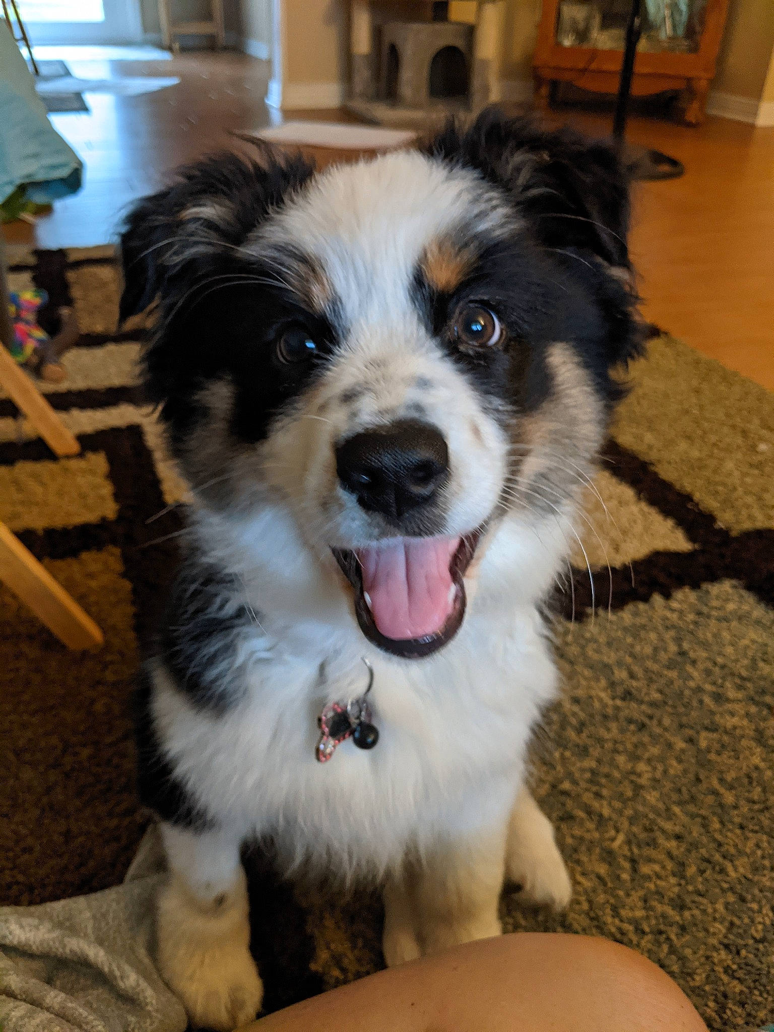 Emma joined the competition — help win amazing prizes! australian_collie, australian_shepherd, border_collie, canidae, carnivore, chair, companion_dog, dog, dog_breed, flooring, fur, hardwood, herding_dog, miniature_australian_shepherd, plant, puppy, snout, sporting_group, whiskers, working_dog