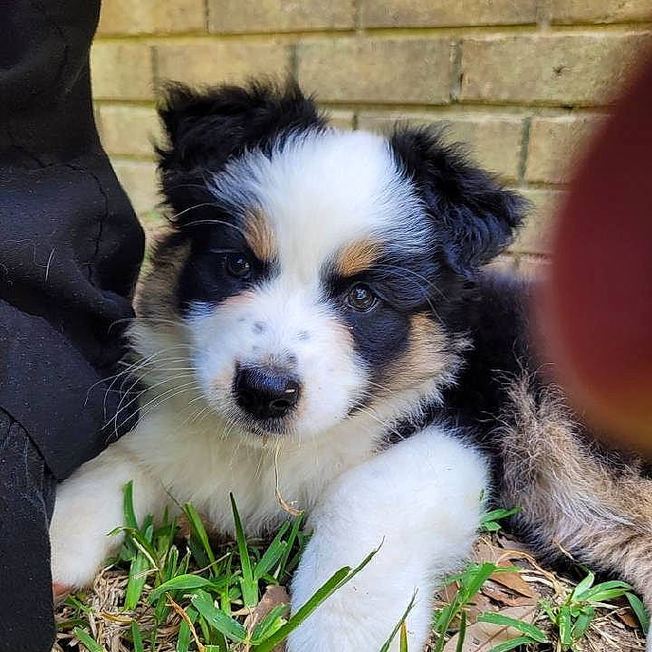 Emma is registered to the contest to win money with this photo: australian_shepherd, brick, canidae, carnivore, companion_dog, dog, dog_breed, fur, grass, herding_dog, miniature_australian_shepherd, mortar, plant, puppy, snout, sporting_group, terrestrial_animal, texas_heeler, whiskers, working_dog