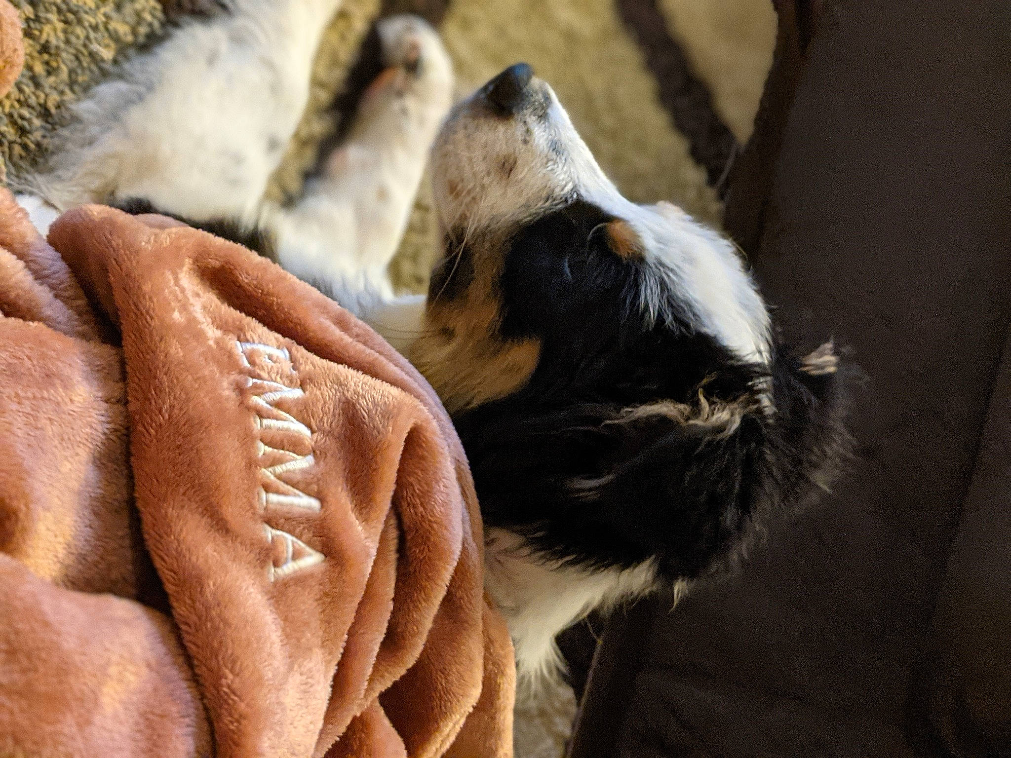 Emma is registered to the contest to win money with this photo: canidae, carnivore, claw, comfort, companion_dog, dog_breed, fawn, felidae, foot, fur, human_leg, paw, small_to_medium_sized_cats, snout, sporting_group, tail, terrestrial_animal, whiskers, wildlife, wrinkle