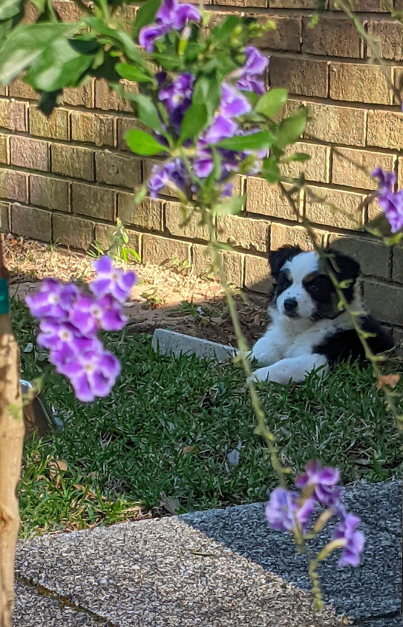 Emma joined the competition — help win amazing prizes! annual_plant, blue, carnivore, companion_dog, dog, dog_breed, fawn, flower, flowering_plant, grass, groundcover, lavender, magenta, pansy, petal, plant, purple, shrub, violet, wood