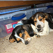 Biscuit And Apollo is registered to the contest to win money with this photo: puppies, sleeping, dog, tricolor, carpet, indoor, cozy, resting, pets, young, canine, closeup, cute, furry, animal, domestic, relaxing, two, under_furniture, plastic_bins