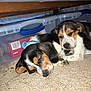 puppies, sleeping, dog, tricolor, carpet, indoor, cozy, resting, pets, young, canine, closeup, cute, furry, animal, domestic, relaxing, two, under_furniture, plastic_bins