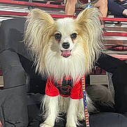Luke Kelly is registered to the contest to win money with this photo: dog, papillon, pet, animal, stadium, bleachers, people, seated, red_shirt, leash, patriotic, ears, fur, chair, night, casual, spectators, phone, relaxed, smiling