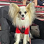 dog, papillon, pet, animal, stadium, bleachers, people, seated, red_shirt, leash, patriotic, ears, fur, chair, night, casual, spectators, phone, relaxed, smiling