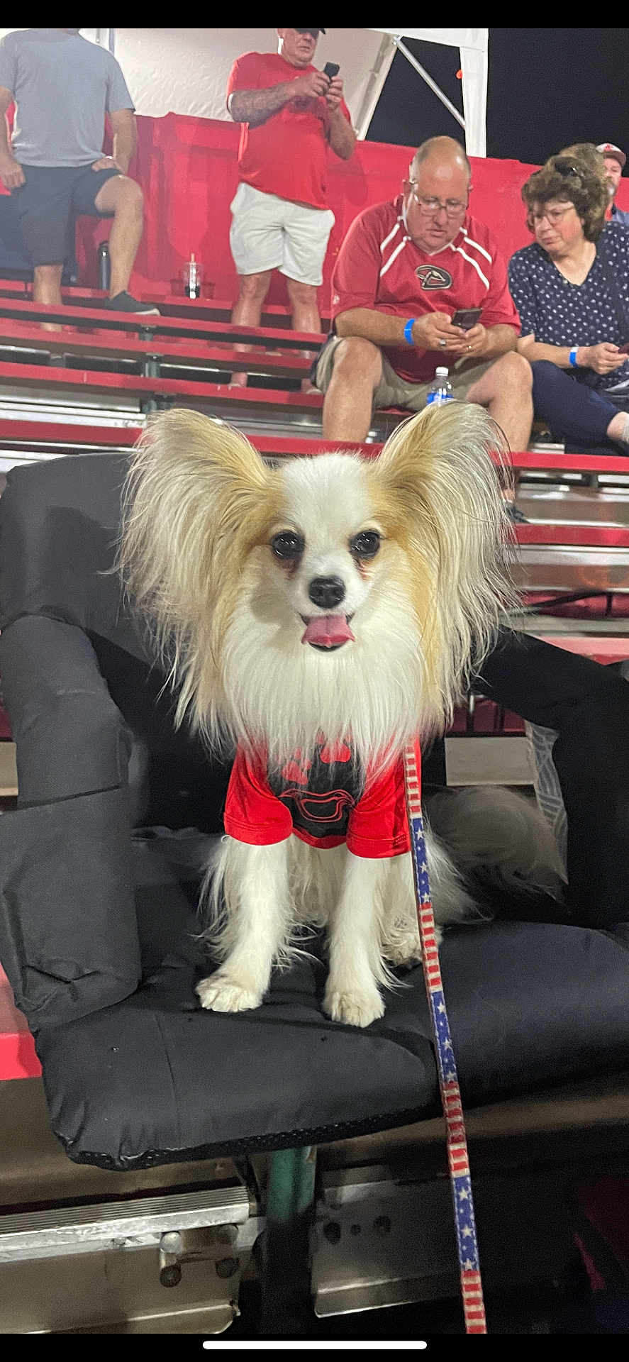 Luke Kelly is registered to the contest to win money with this photo: dog, papillon, pet, animal, stadium, bleachers, people, seated, red_shirt, leash, patriotic, ears, fur, chair, night, casual, spectators, phone, relaxed, smiling