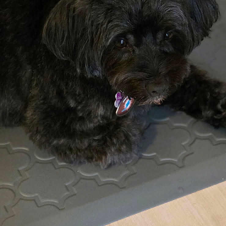 Candi Cortina is registered to the contest to win money with this photo: animal, black_dog, canine, closeup, collar, companion, curious, cute, dog, domestic, floor, fur, home, indoor, looking, mat, pet, portrait, resting, tag