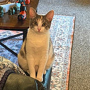 Claire is registered to the contest to win money with this photo: cat, pet, indoor, living_room, couch, carpet, rug, coffee_table, tool, drill, decor, furniture, animal, fur, ears, whiskers, curious, sitting, domestic, home