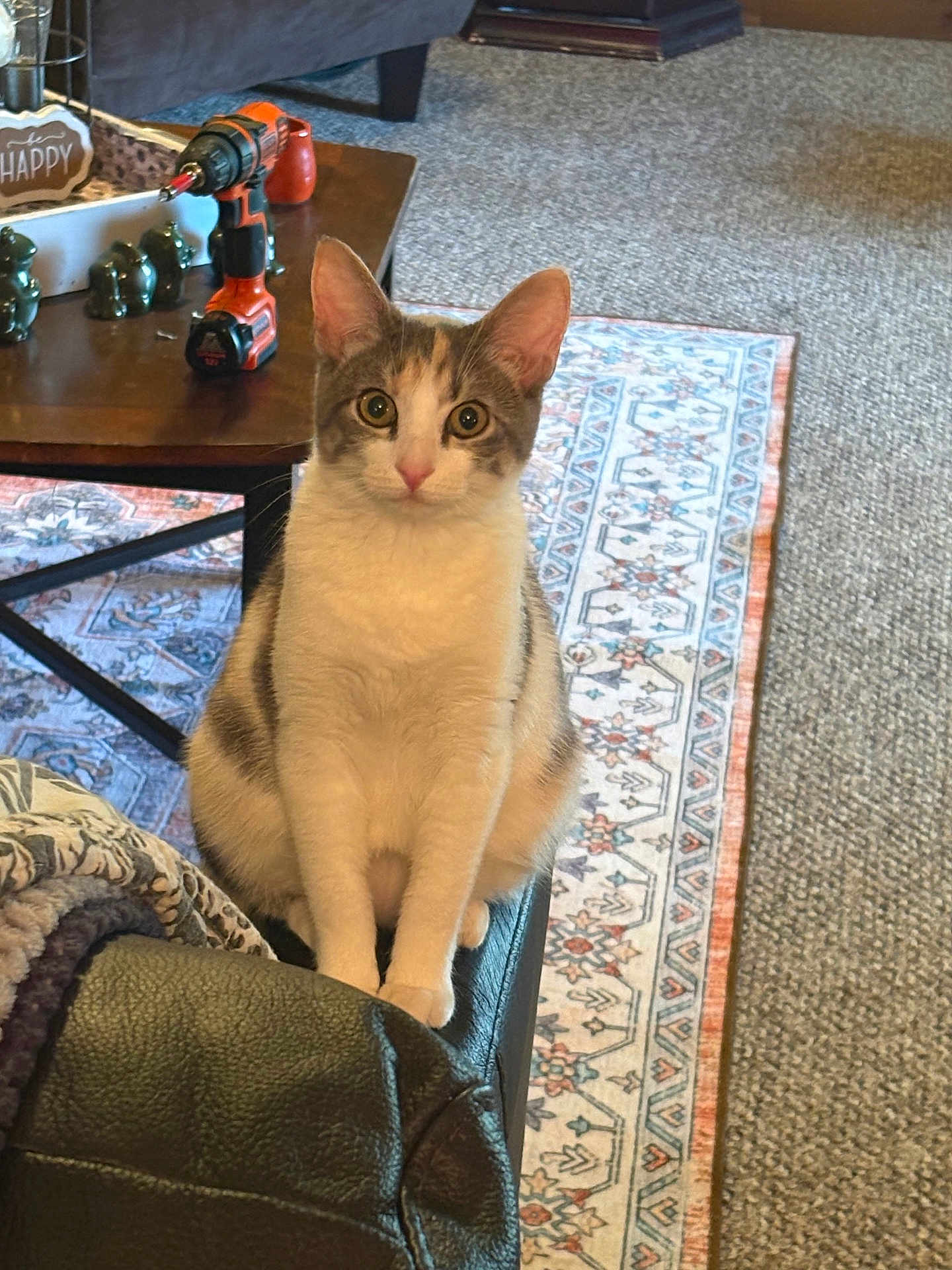 Claire is registered to the contest to win money with this photo: cat, pet, indoor, living_room, couch, carpet, rug, coffee_table, tool, drill, decor, furniture, animal, fur, ears, whiskers, curious, sitting, domestic, home