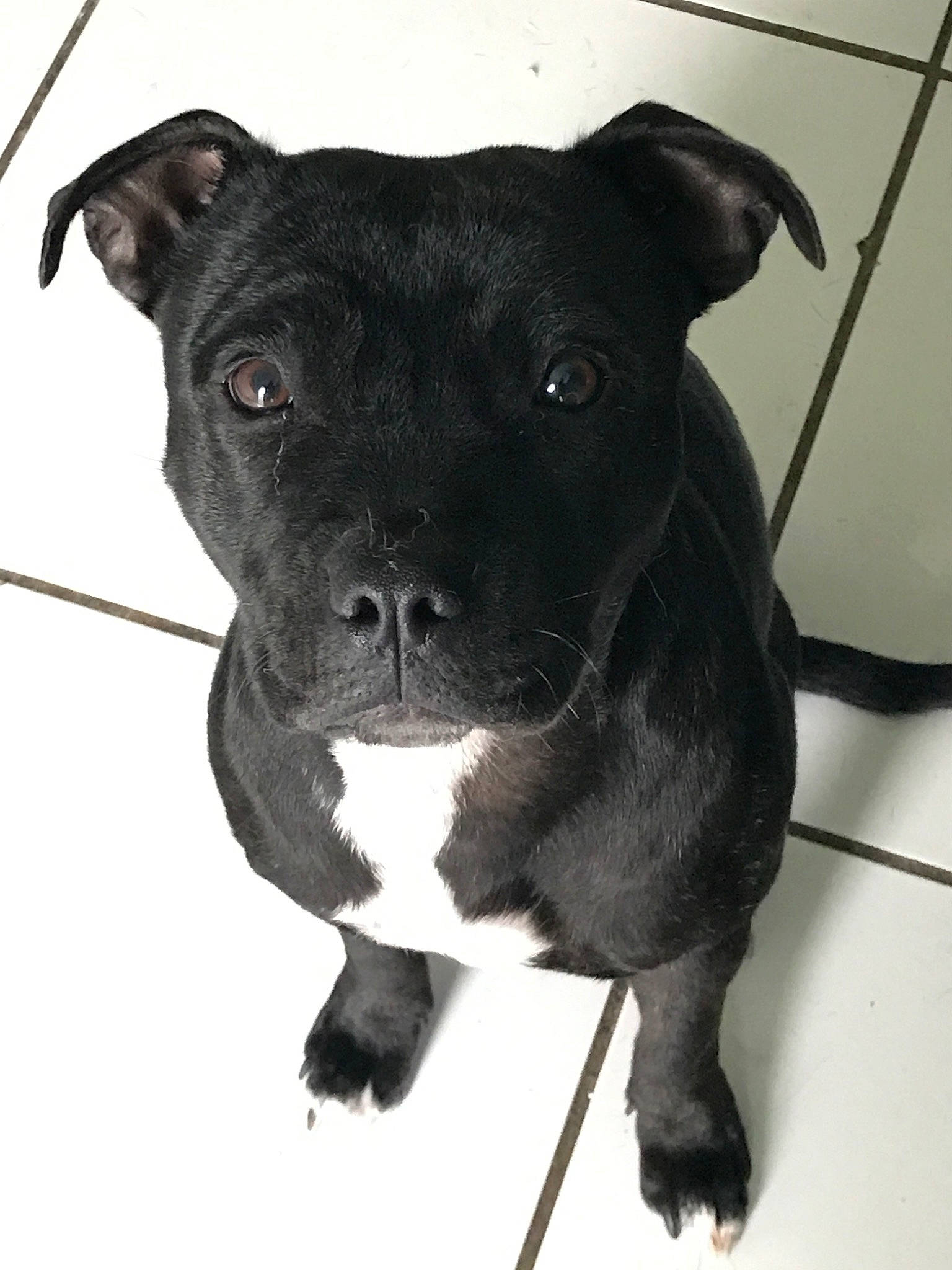 Pixi participe au concours pour gagner de l'argent avec cette photo : american_pit_bull_terrier, american_staffordshire_terrier, bull_and_terrier, canidae, carnivore, dog, dog_breed, mammal, non_sporting_group, old_english_terrier, patterdale_terrier, pit_bull, rare_breed_dog, snout, sporting_group, staffordshire_bull_terrier, terrier, vertebrate, whiskers