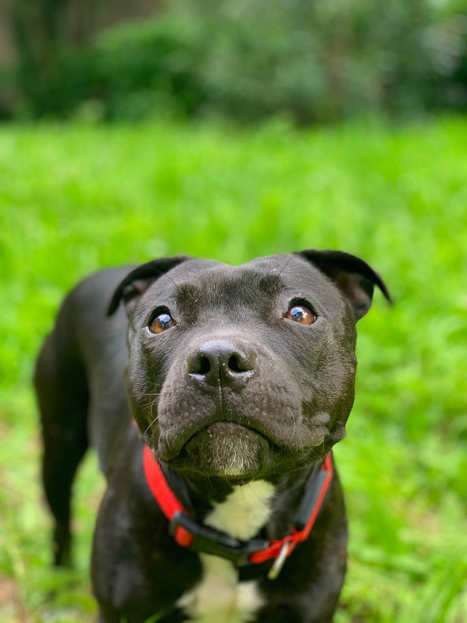 Pixi participe au concours pour gagner de l'argent avec cette photo : american_pit_bull_terrier, american_staffordshire_terrier, bandog, canidae, carnivore, collar, dog, dog_breed, dog_collar, grass, mammal, molosser, non_sporting_group, pit_bull, rare_breed_dog, snout, sporting_group, staffordshire_bull_terrier, terrier, vertebrate