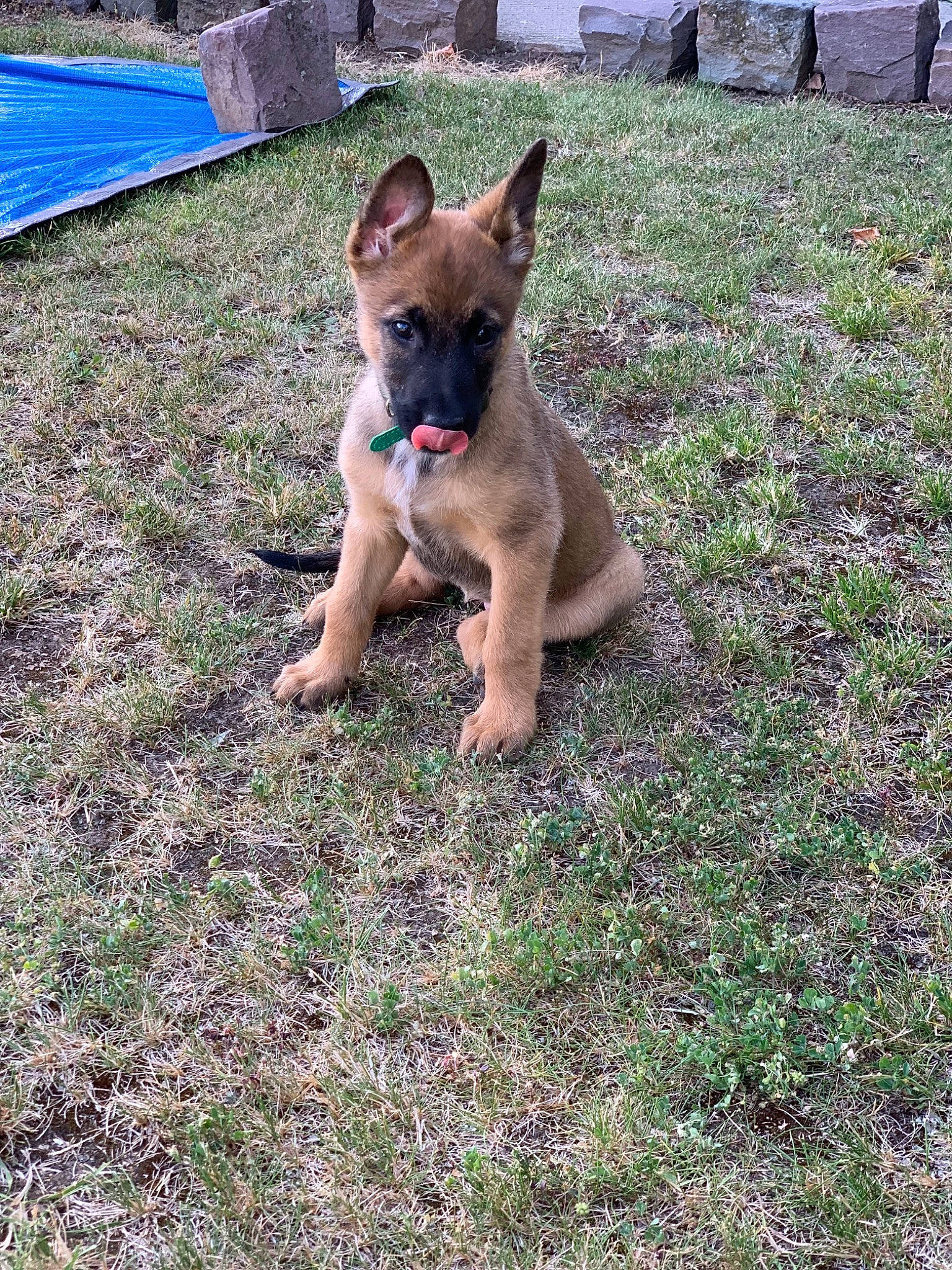 Pita participe au concours pour gagner de l'argent avec cette photo : belgian_shepherd, belgian_shepherd_malinois, black_mouth_cur, boxer, canidae, carnivore, dog, dog_breed, fawn, german_shepherd_dog, grass, mammal, plant, rare_breed_dog, snout, vertebrate, working_dog