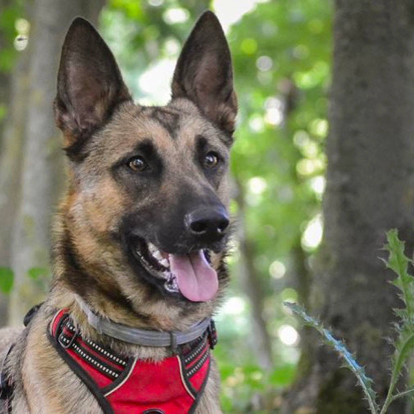 Pita participe au concours pour gagner de l'argent avec cette photo : canidae, carnivore, collar, companion_dog, dog, dog_breed, dog_collar, dog_supply, east_european_shepherd, fawn, fur, german_shepherd_dog, grass, herding_dog, plant, sporting_group, terrestrial_plant, trunk, whiskers, working_animal