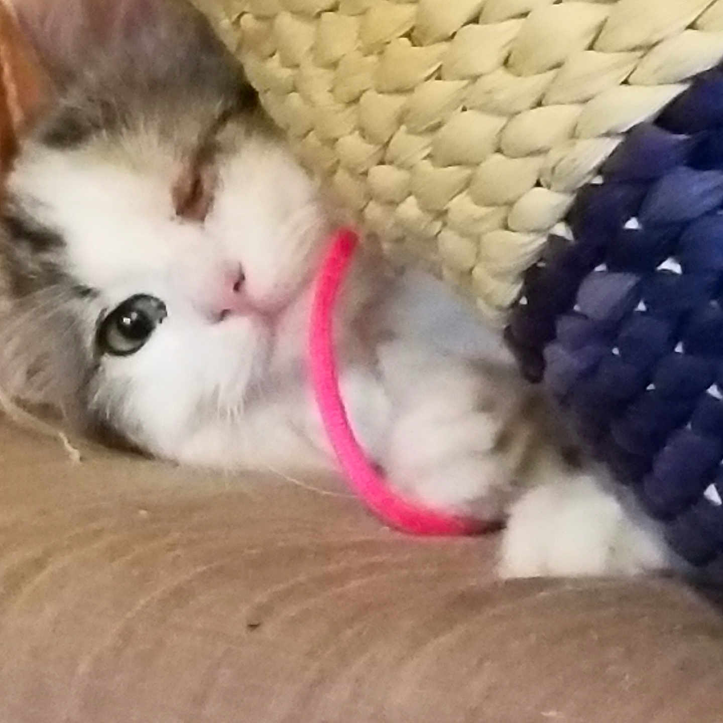 Rosie joined the competition — help win amazing prizes! animal, cat, closeup, cozy, curious, cute, domestic_cat, eye, feline, fur, indoor, kitten, paw, pet, playful, resting, soft_surface, string, whiskers, woven_basket