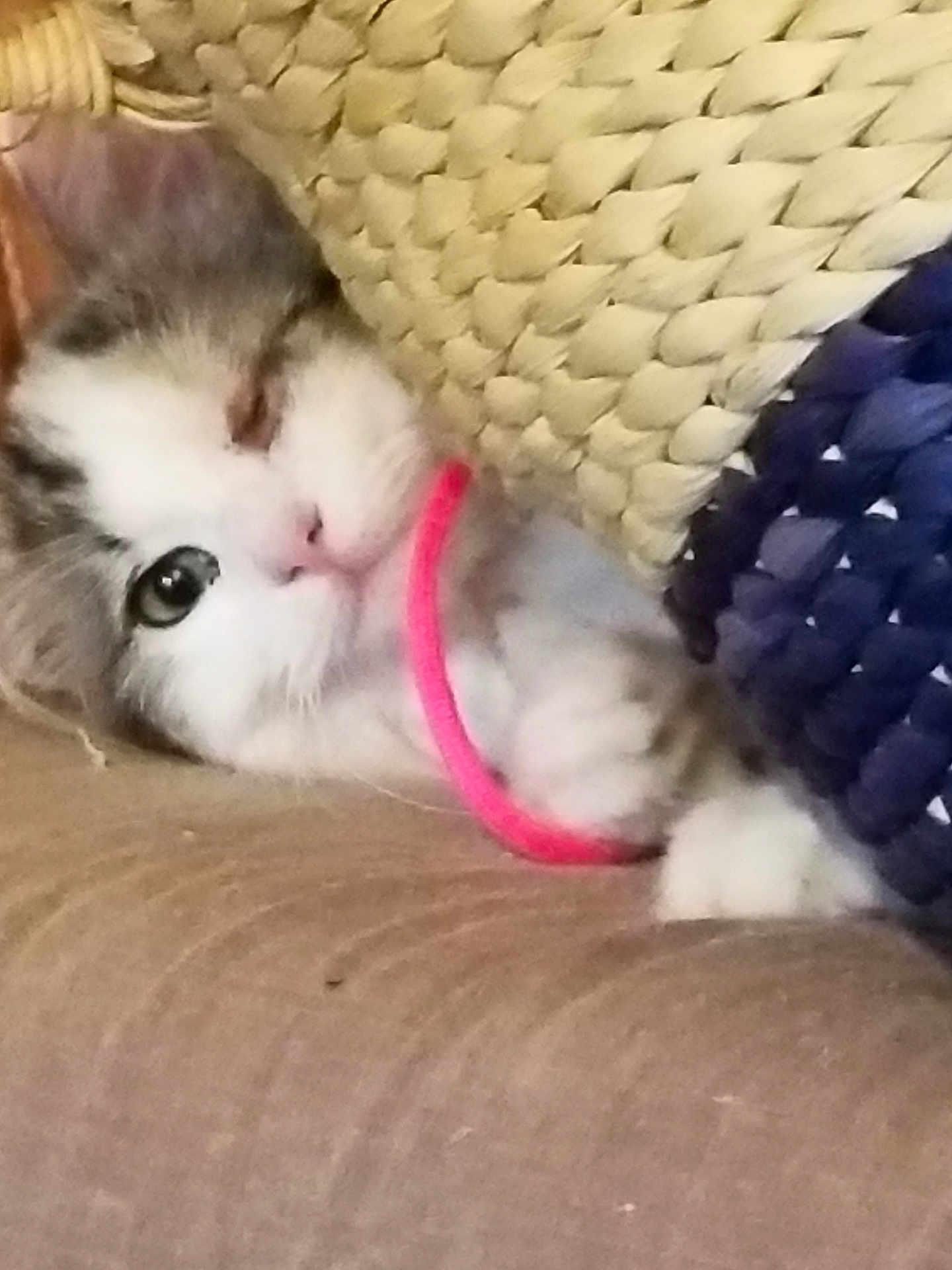 Rosie joined the competition — help win amazing prizes! kitten, cat, paw, string, woven_basket, curious, closeup, pet, cute, feline, cozy, indoor, resting, soft_surface, playful, animal, domestic_cat, fur, whiskers, eye