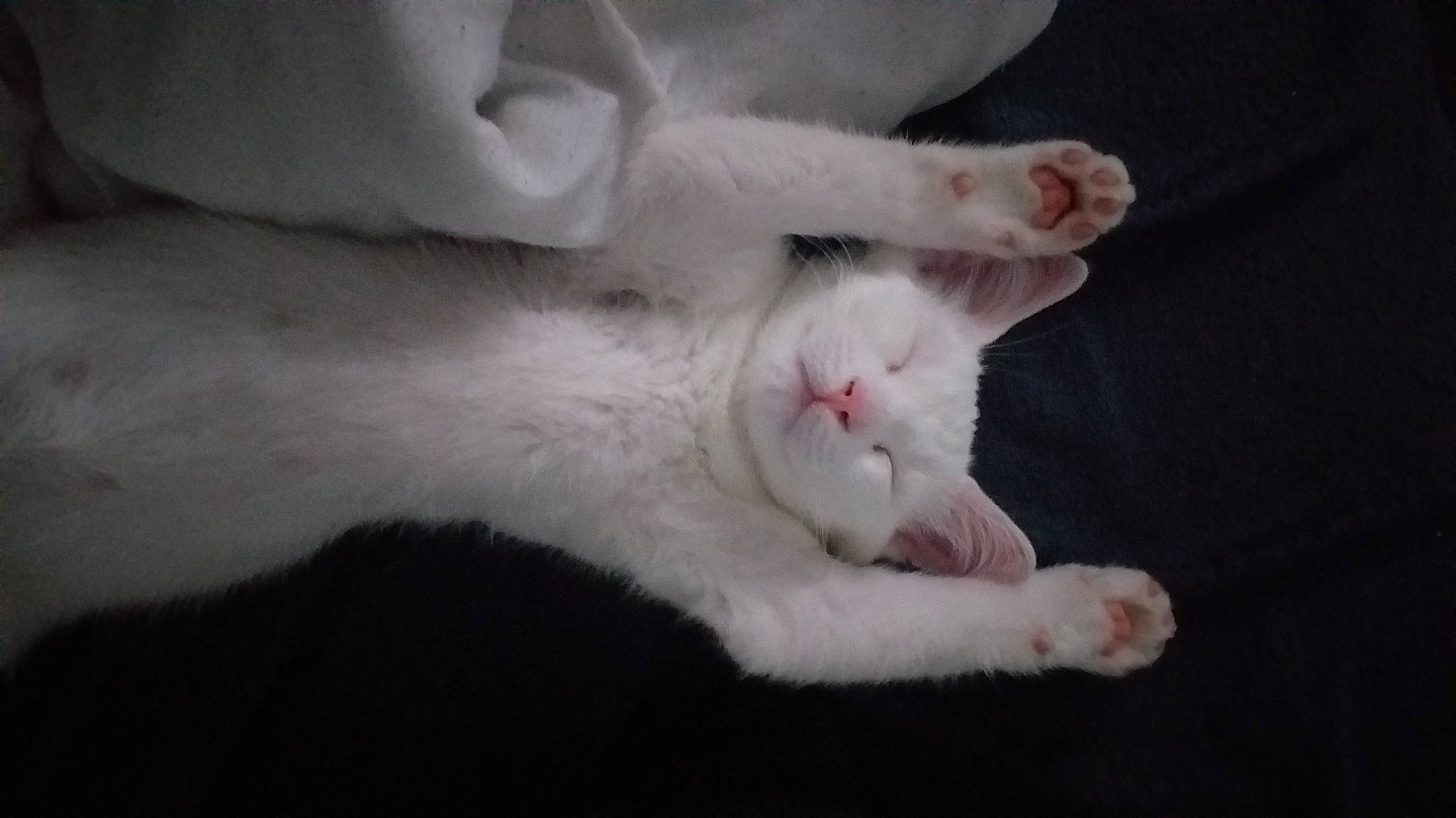 Leo participe au concours pour gagner de l'argent avec cette photo : carnivore, cat, claw, comfort, domestic_short_haired_cat, ear, fang, felidae, foot, fur, nail, nap, paw, sand, sleep, small_to_medium_sized_cats, snout, tail, whiskers