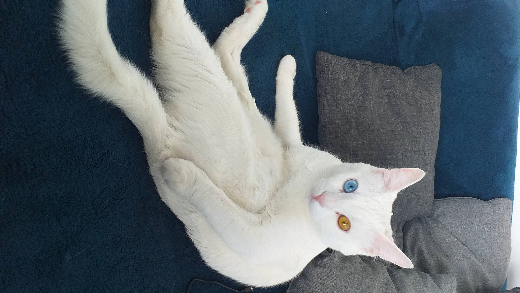 Leo a rejoint le concours — aidez-le/la à gagner de superbes lots ! carnivore, cat, comfort, couch, fawn, feather, felidae, foot, gesture, grey, leg, linens, musical_instrument, small_to_medium_sized_cats, snout, tail, textile, whiskers, white, wing