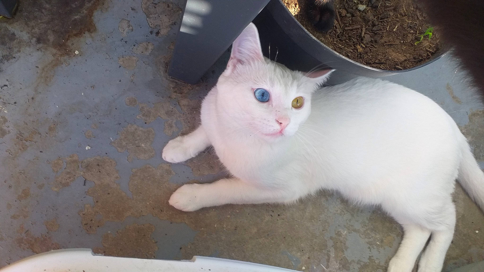 Leo a rejoint le concours — aidez-le/la à gagner de superbes lots ! carnivore, cat, domestic_short_haired_cat, fawn, felidae, flowerpot, fur, houseplant, paw, small_to_medium_sized_cats, tail, terrestrial_animal, whiskers