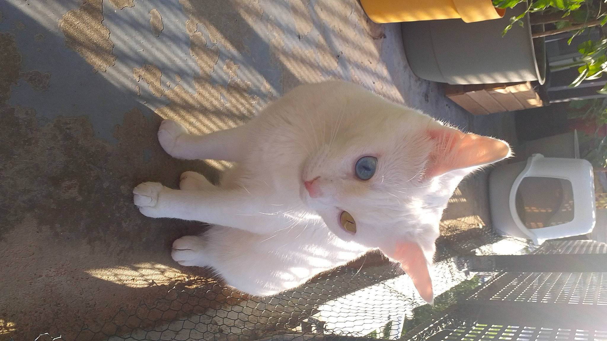 Leo a rejoint le concours — aidez-le/la à gagner de superbes lots ! carnivore, cat, claw, domestic_short_haired_cat, fawn, felidae, flooring, foot, fur, head, human_leg, pattern, paw, service, shadow, small_to_medium_sized_cats, snout, tail, whiskers, wood