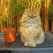 Grischka a rejoint le concours — aidez-le/la à gagner de superbes lots ! cat, fluffy, green_eyes, potted_plant, bamboo, wooden_surface, outdoor, sunlight, pets, nature, plant, fur, animal, sitting, portrait, closeup, orange, green, brown, cute