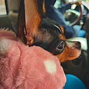 Okiku is registered to the contest to win money with this photo: animal, blanket, canine, car, car_interior, carseat, chihuahua, cockerspaniel, cushion, dog, face, head, homedecor, hound, papillon, person, pet, puppy, transportation, vehicle