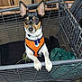 alert, animal, black_and_tan, cage, companion, curious, dog, domestic_animal, ears_up, floor, indoor, looking_at_camera, metal_bars, orange_harness, pet, pet_tag, small_dog, standing, white_paws, wooden_panels
