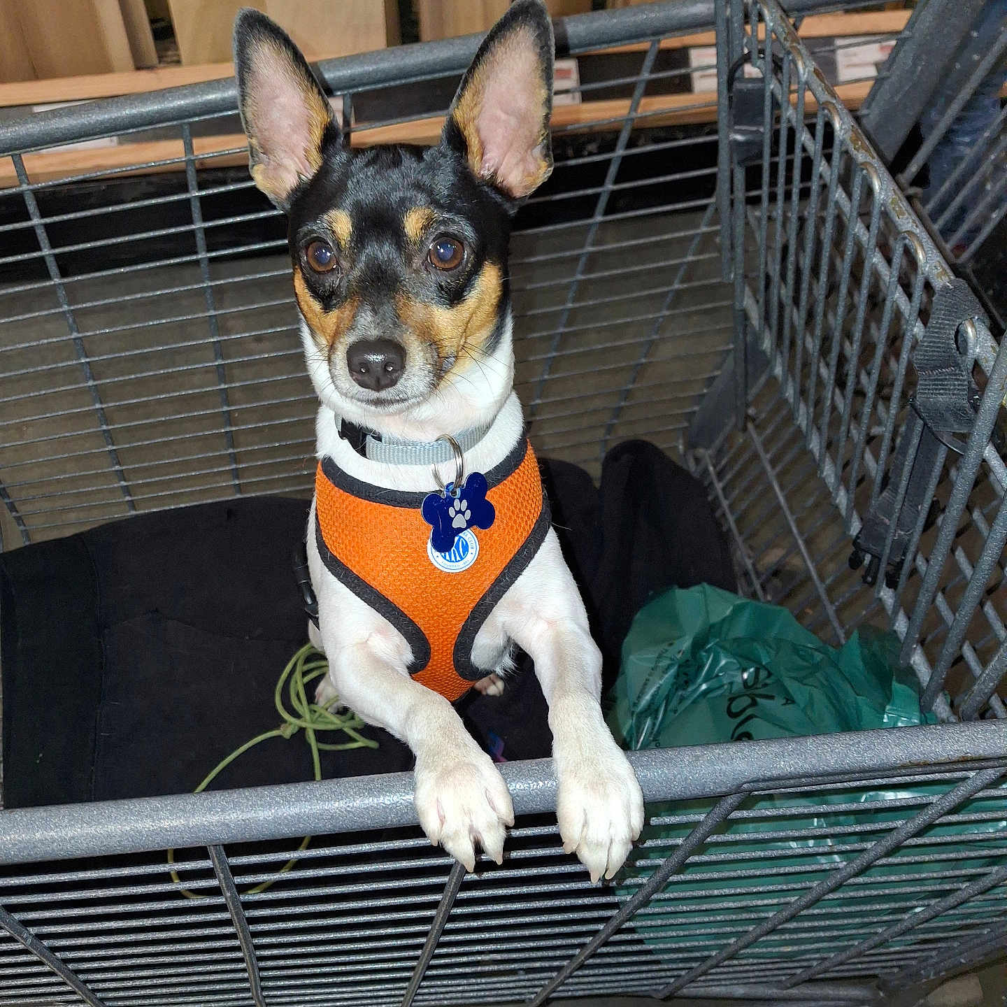 Pej is registered to the contest to win money with this photo: alert, animal, black_and_tan, cage, companion, curious, dog, domestic_animal, ears_up, floor, indoor, looking_at_camera, metal_bars, orange_harness, pet, pet_tag, small_dog, standing, white_paws, wooden_panels