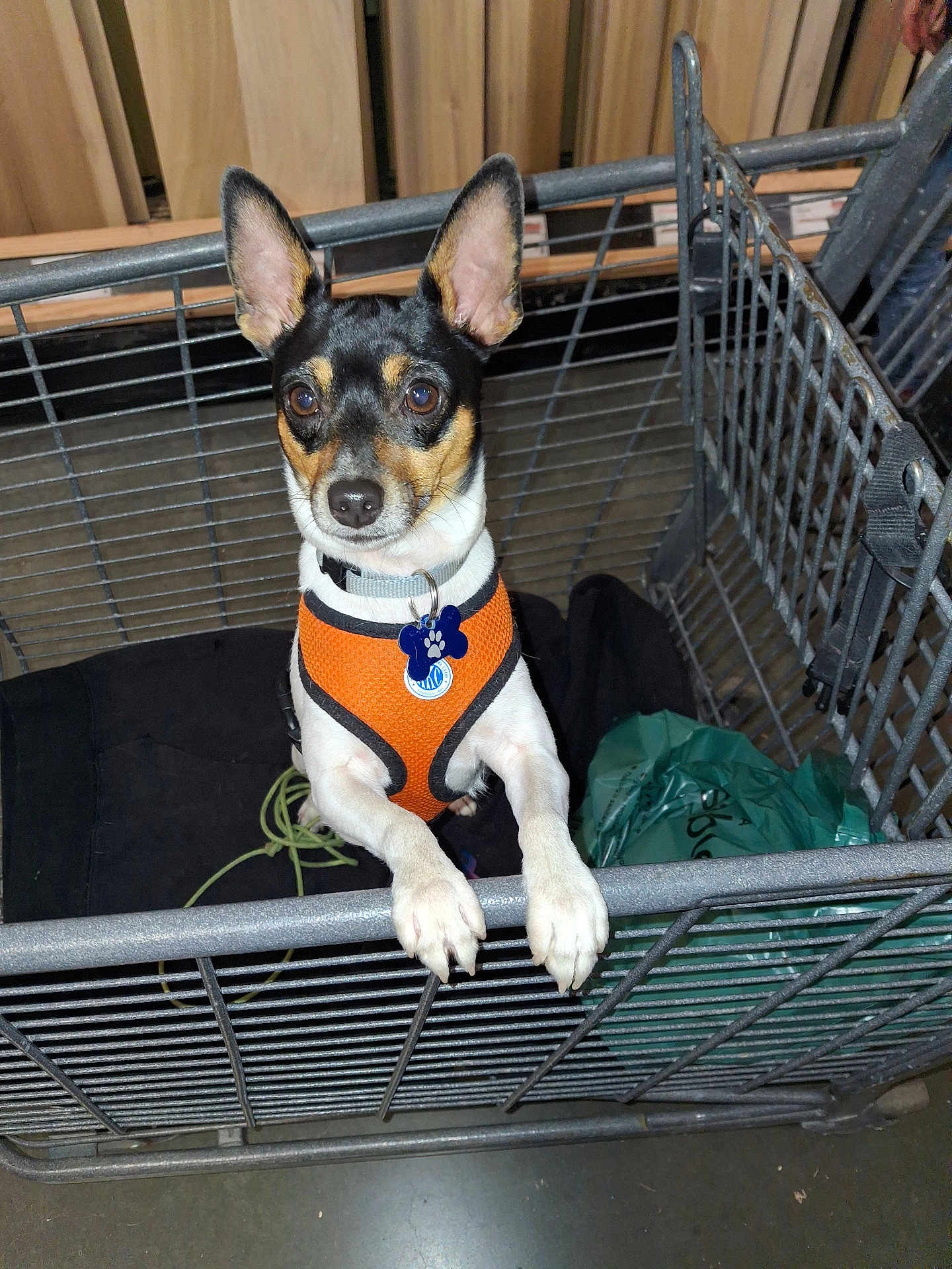Pej is registered to the contest to win money with this photo: alert, animal, black_and_tan, cage, companion, curious, dog, domestic_animal, ears_up, floor, indoor, looking_at_camera, metal_bars, orange_harness, pet, pet_tag, small_dog, standing, white_paws, wooden_panels