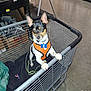 Pej joined the competition — help win amazing prizes! animal, black_and_white, blurred_background, collar, concrete_floor, curious, dog, indoor, leash, metal_cart, orange_harness, paw, pet, retail, shopping_cart, small_dog, standing, store, tag, warehouse