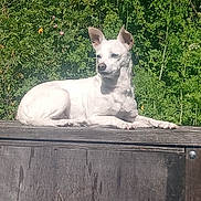 Rosie is registered to the contest to win money with this photo: animal, bench, canine, daytime, dog, ears_up, fur, greenery, lying_down, mammal, nature, outdoor, park, pet, quiet, relaxed, serene, sunlight, white_dog, wooden_bench