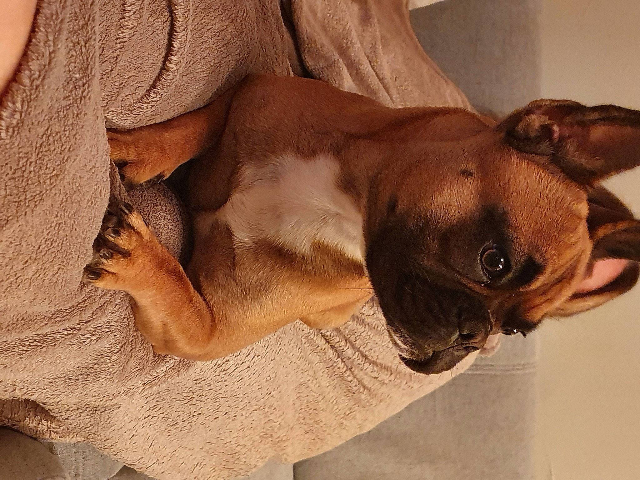 Tyson participe au concours pour gagner de l'argent avec cette photo : boxer, carnivore, collar, comfort, companion_dog, dog, dog_breed, dog_collar, ear, fawn, fur, liver, mammal, paw, snout, whiskers, window, wood, working_animal, wrinkle