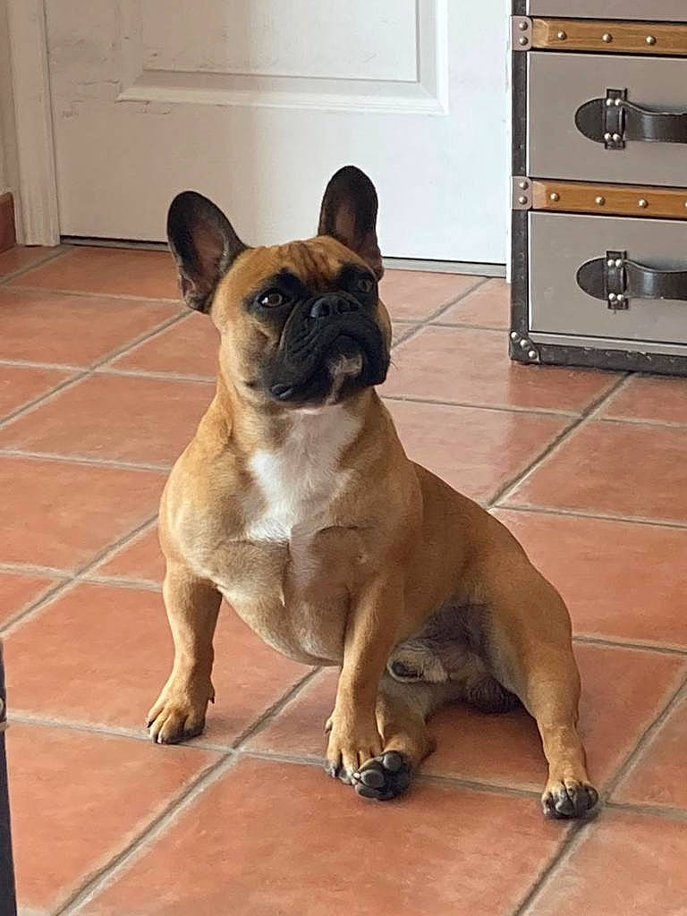 Tyson participe au concours pour gagner de l'argent avec cette photo : bulldog, cabinetry, carnivore, companion_dog, dog, dog_breed, fawn, floor, flooring, gas_stove, hardwood, home_appliance, kitchen_appliance, kitchen_stove, pug, stove, tail, wood, working_animal, wrinkle